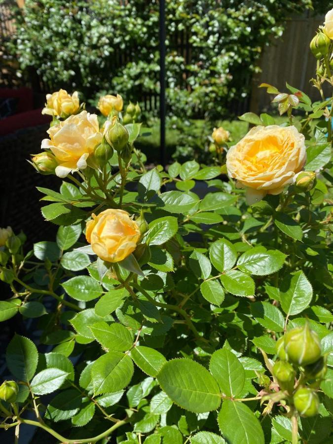Summer Solstice Bed & Breakfast Niagara-on-the-Lake Luaran gambar